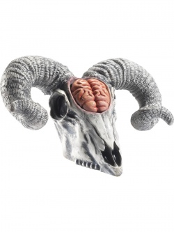 Lebka Berana s odkrytým mozkem dekorace